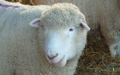 National Trust Farm Condition Assessments